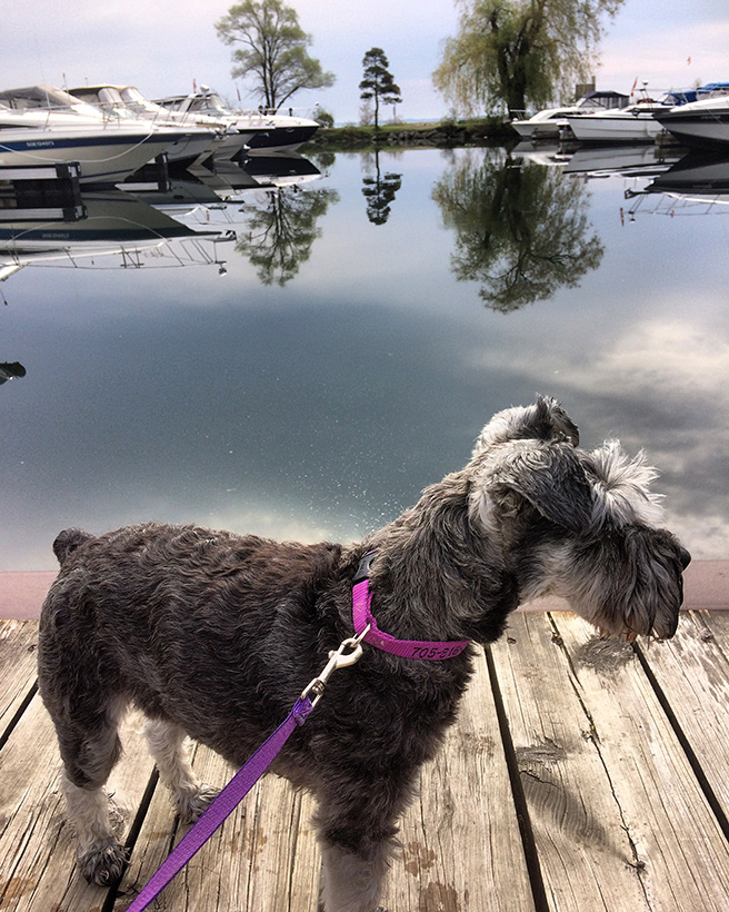 Miniature schnauzer dog sitting