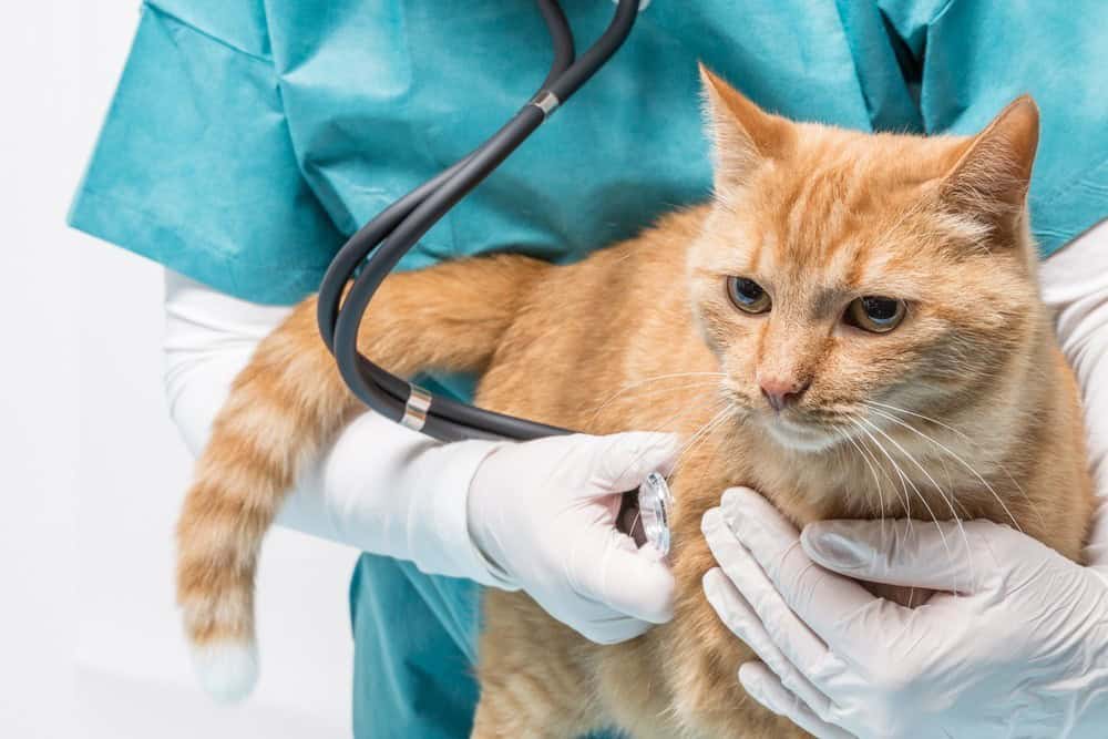 Barrie Veterinary Care -Out N About Pet Care Barrie, ON