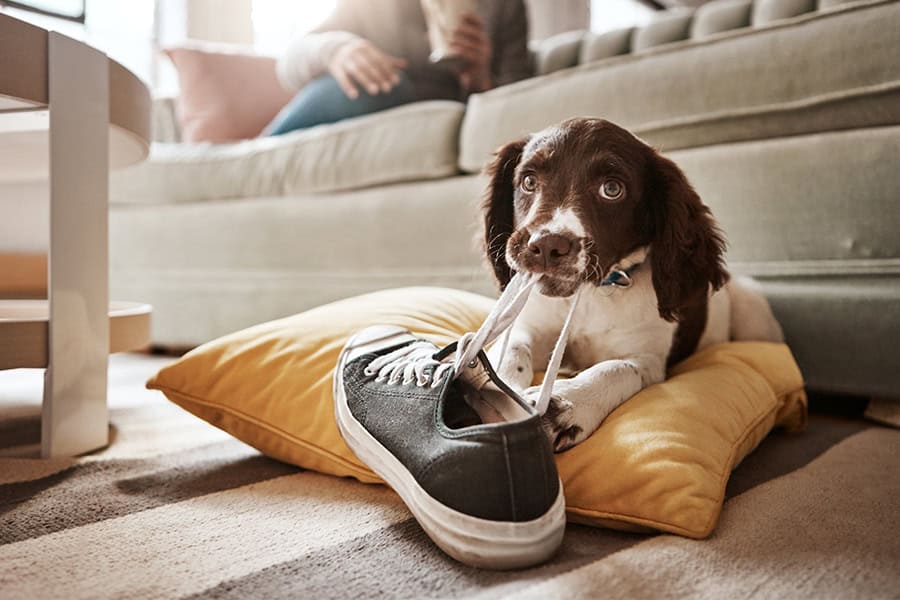 Dog Behaviour Basics: Learning to Recognize Out N About Pet Care Barrie, ON