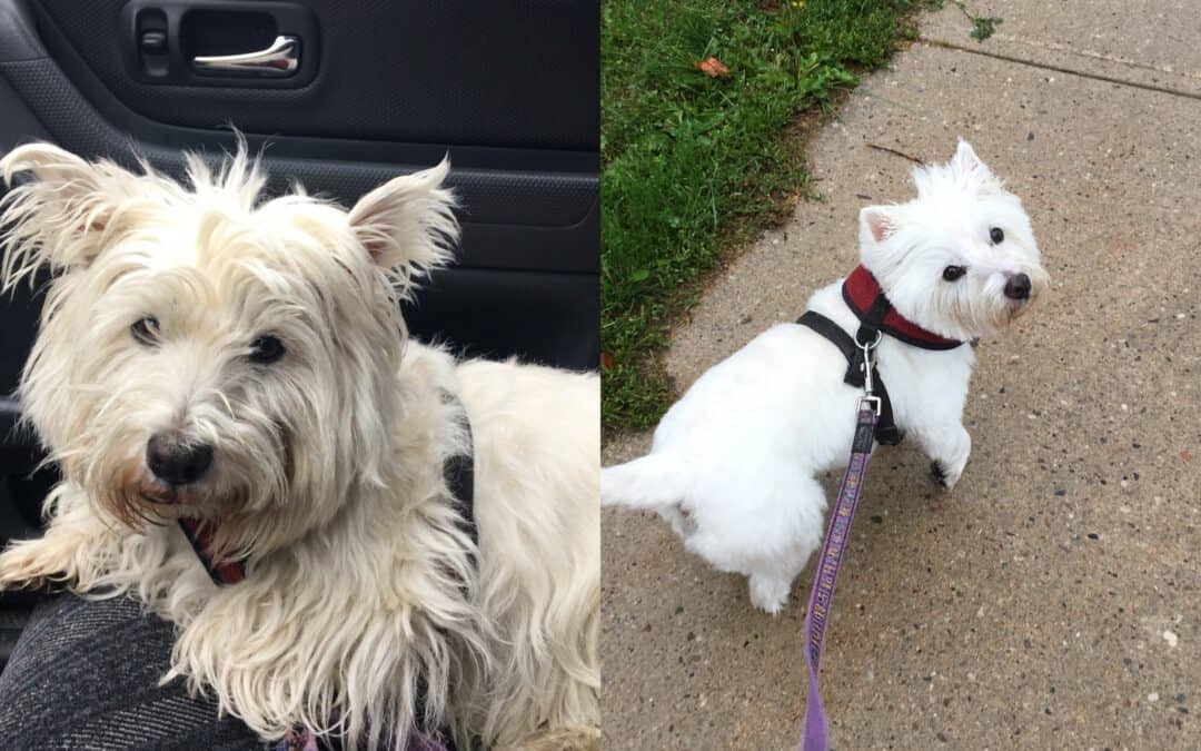 Dog Grooming Barrie