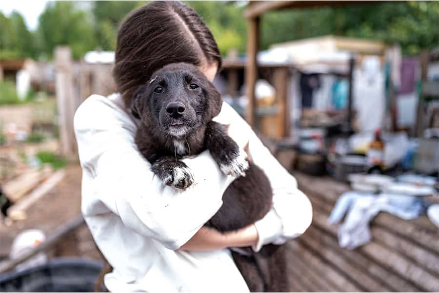 Dog Rescues Barrie