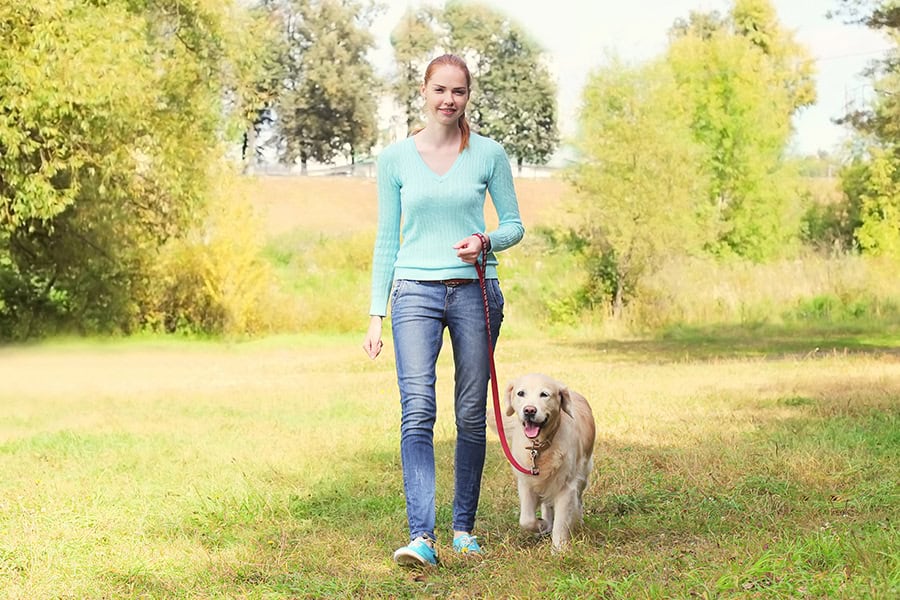 Five Dog Walking Tips that are Essential Out N About Pet Care Barrie, ON