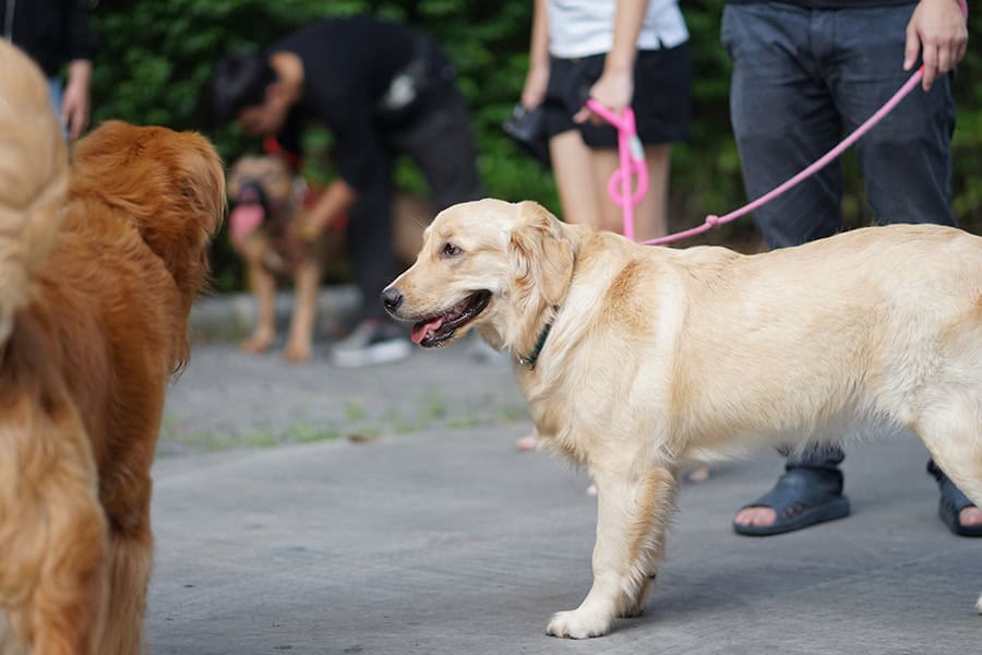 How a Dog Walker can benefit your Dog