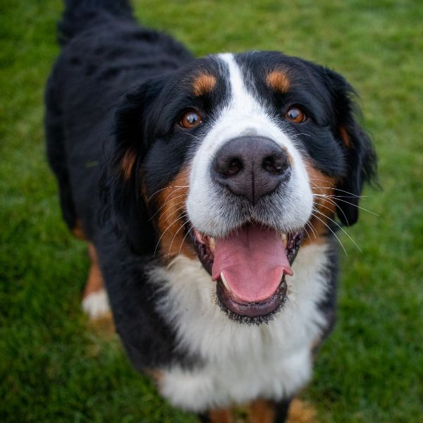 Professional Dog Walking, Cat Sitting & Pet Care in Essa Township, Ontario